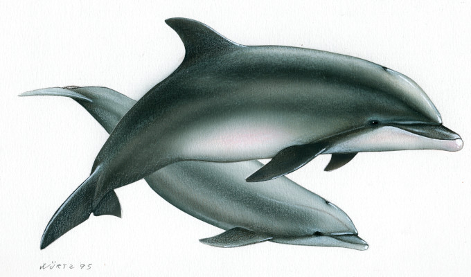 Class Mammalia Dolphins